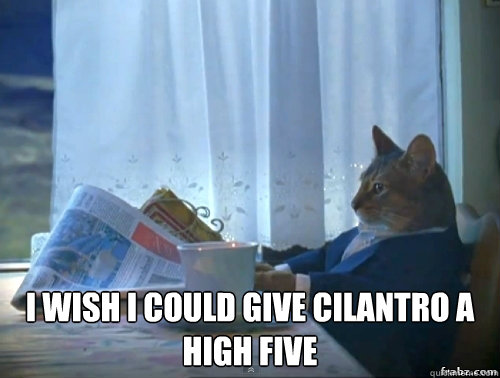  I wish I could give cilantro a high five  Contemplative Breakfast Cat