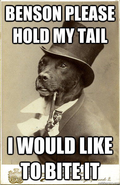 benson please hold my tail i would like to bite it - benson please hold my tail i would like to bite it  Old Money Dog