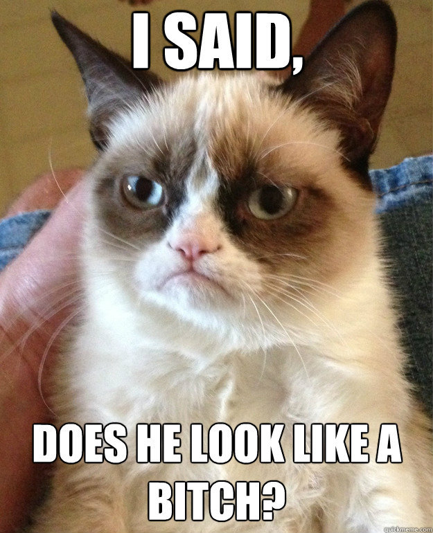 I SAID, does he look like a bitch? - I SAID, does he look like a bitch?  Grumpy Cat