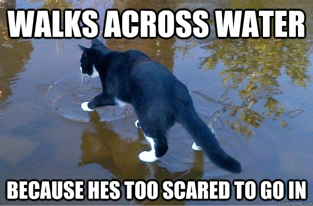 walks across water  because hes too scared to go in  Jesus Cat