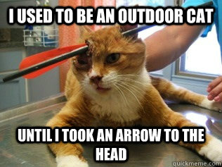 I used to be an outdoor cat until i took an arrow to the head  