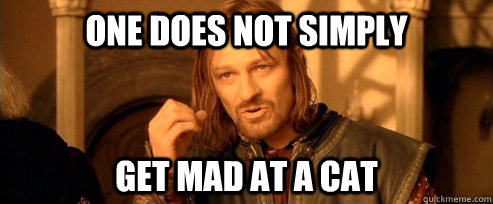 One does not simply Get mad at a cat  One Does Not Simply