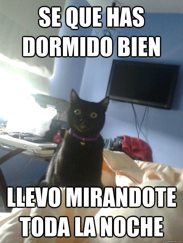 SE QUE HAS DORMIDO BIEN LLEVO MIRANDOTE TODA LA NOCHE  overly attached cat