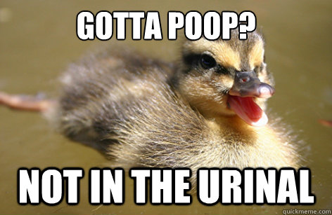 gotta poop? not in the urinal - gotta poop? not in the urinal  Adolescent Advice Mallard
