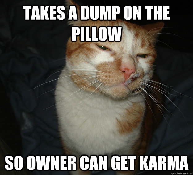 Takes a dump on the pillow so owner can get karma  Good Guy Cat