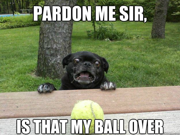 Pardon me sir, is that my ball over there  Berks Dog
