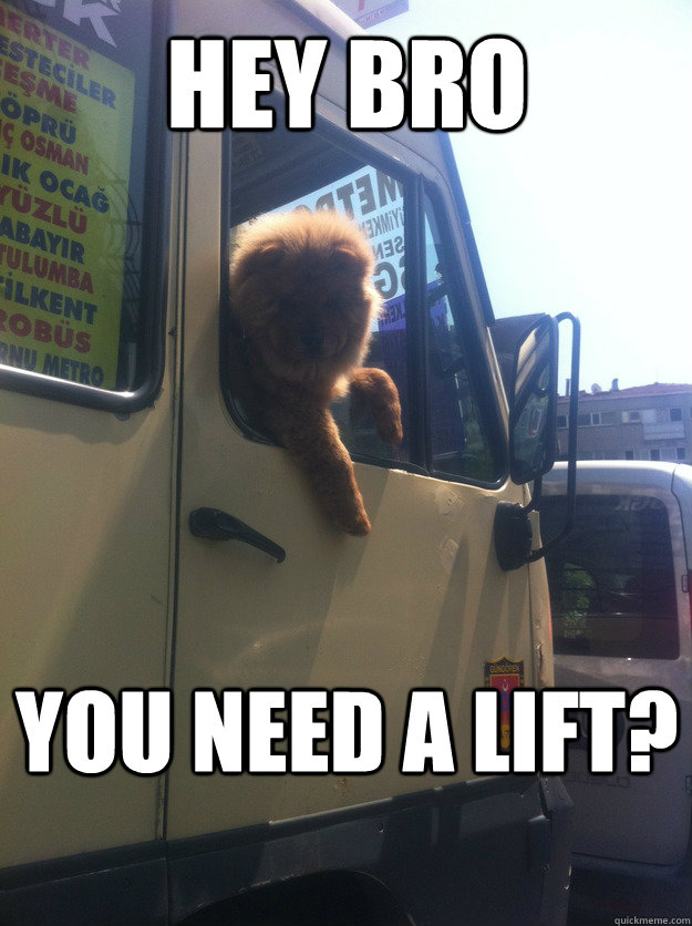 Hey bro you need a lift? - Hey bro you need a lift?  the cruising chow chow