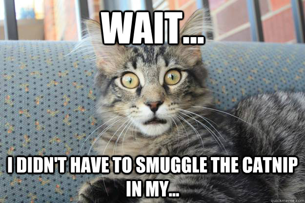 Wait... I didn't have to smuggle the catnip in my...  Catnip Cat