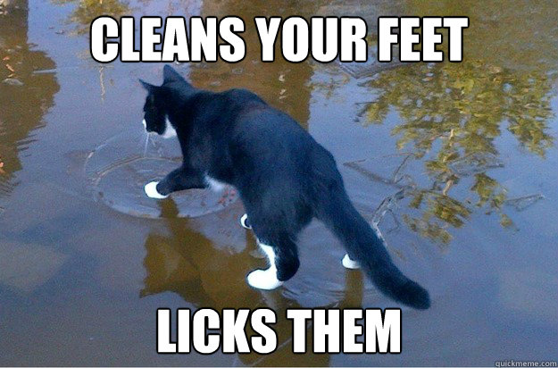 Cleans Your Feet Licks Them  Jesus Cat