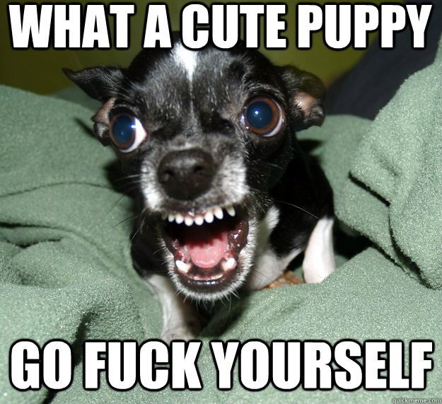 What a cute puppy Go FUCK YOURSELF  Chihuahua Logic