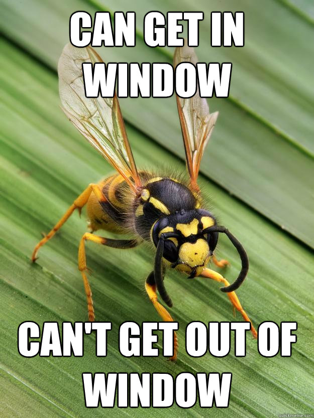 Can get in window Can't get out of window - Can get in window Can't get out of window  Scumbag Wasp