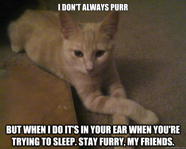 I don't always purr but when I do it's in your ear when you're trying to sleep. Stay furry, my friends.  The Most Interesting Cat in the World