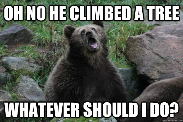 oh no he climbed a tree whatever should i do? - oh no he climbed a tree whatever should i do?  Sarcastic Bear