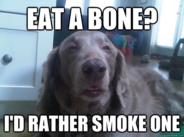 Eat a bone? I'd rather smoke one - Eat a bone? I'd rather smoke one  10 Dog