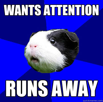 wants attention runs away - wants attention runs away  Jumpy Guinea Pig