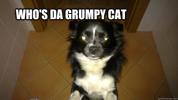 Who's da Grumpy cat - Who's da Grumpy cat  Misc