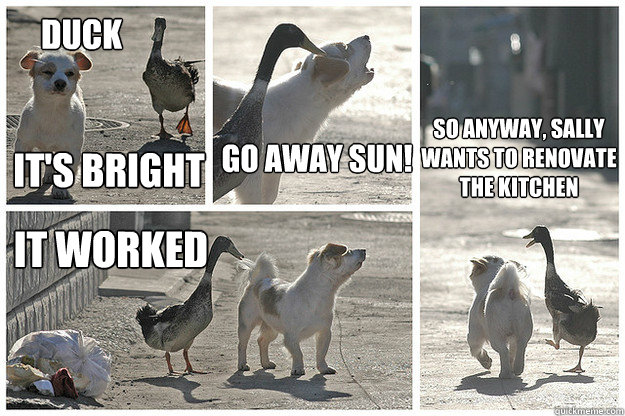 duck it's bright go away sun! it worked So anyway, sally wants to renovate the kitchen - duck it's bright go away sun! it worked So anyway, sally wants to renovate the kitchen  Misc