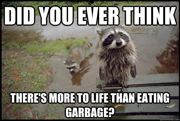 did you ever think there's more to life than eating garbage?  Reality Raccoon