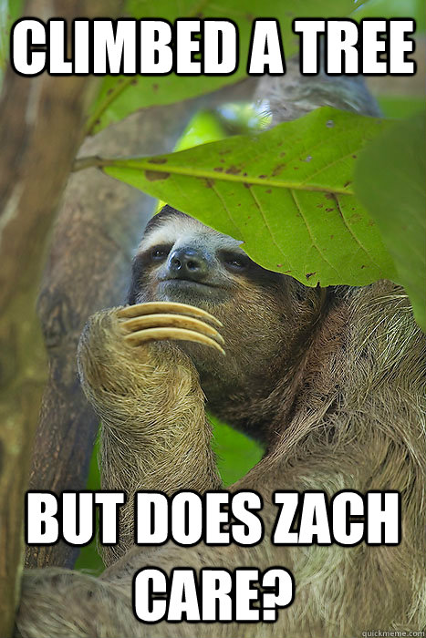 Climbed a tree but does zach care?  Philososloth