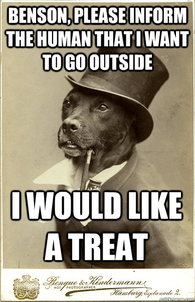 Benson, please inform the human that i want to go outside I would like a treat - Benson, please inform the human that i want to go outside I would like a treat  Old Money Dog