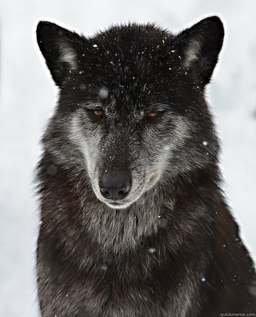 Wolf pictures sad Sad Wolf