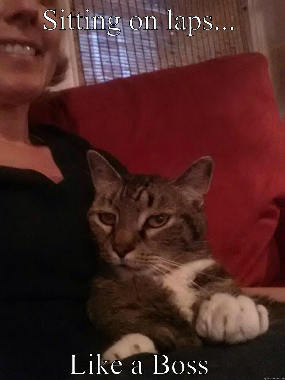 SITTING ON LAPS... LIKE A BOSS Misc