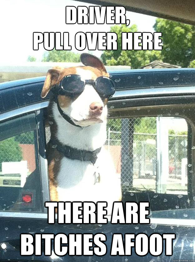 Driver, 
pull over here There are bitches afoot - Driver, 
pull over here There are bitches afoot  Excellent Dog