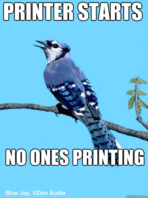 printer starts no ones printing  Blue Team Bird