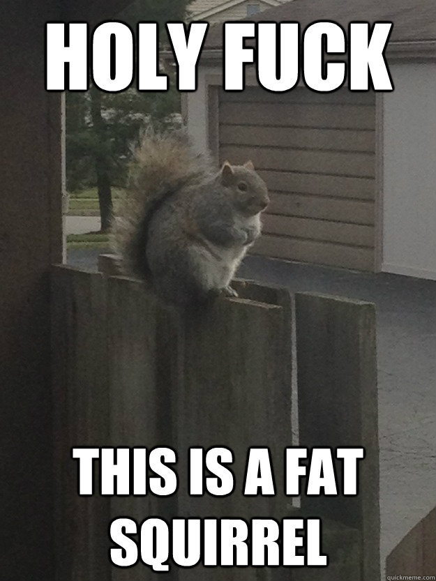 HOLY FUCK THIS IS A FAT SQUIRREL  