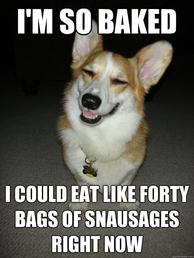 i'm so baked I could eat like forty bags of snausages right now  Stoner Corgi