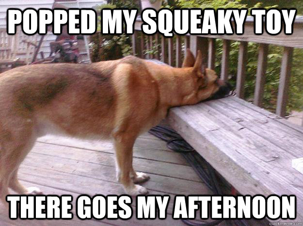 Popped my squeaky toy there goes my afternoon - Popped my squeaky toy there goes my afternoon  First World Dog problems