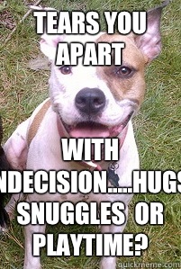 Tears you apart With indecision.....hugs, snuggles  or playtime?  