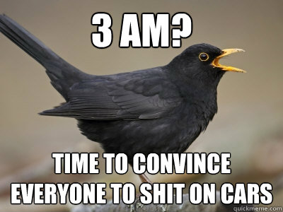 3 AM? Time to convince everyone to shit on cars - 3 AM? Time to convince everyone to shit on cars  Scumbag Blackbird