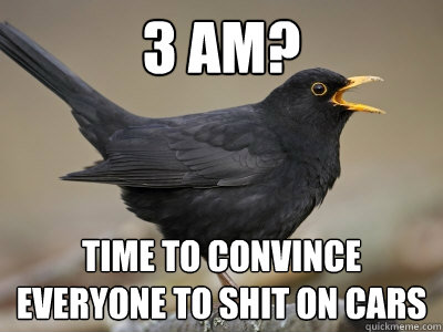 3 AM? Time to convince everyone to shit on cars  