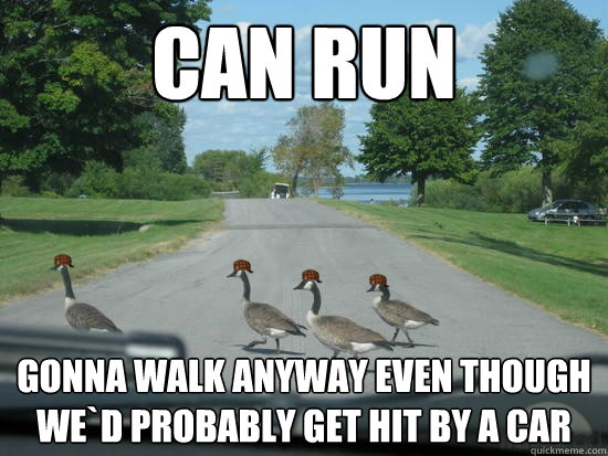 Can run Gonna walk anyway even though we`d probably get hit by a car   Scumbag Geese