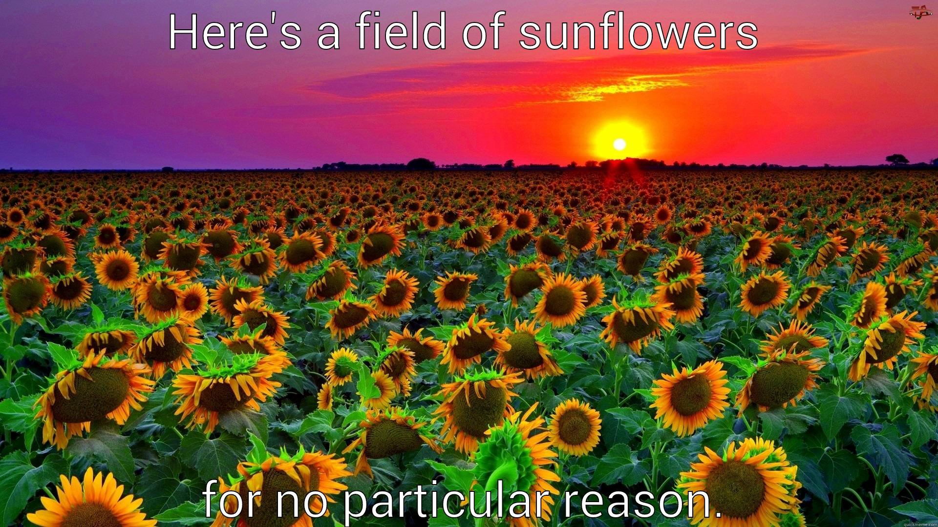 HERE'S A FIELD OF SUNFLOWERS FOR NO PARTICULAR REASON. Misc