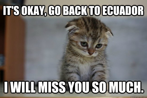 It's okay, go back to Ecuador I will miss you so much. - It's okay, go back to Ecuador I will miss you so much.  Sad Kitten