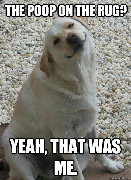 Yeah, that was me. The poop on the rug?  Smug Dog