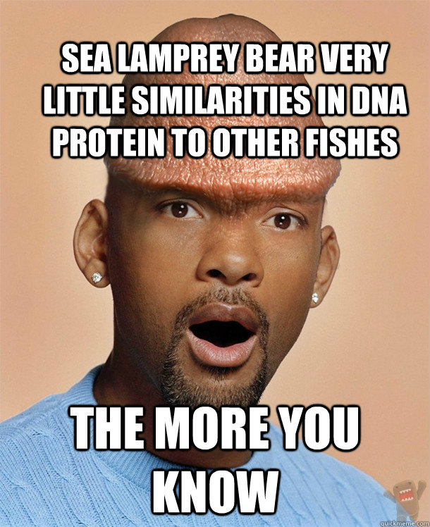 Sea Lamprey Bear very little similarities in DNA protein to other fishes The more you know - Sea Lamprey Bear very little similarities in DNA protein to other fishes The more you know  Informative Dick