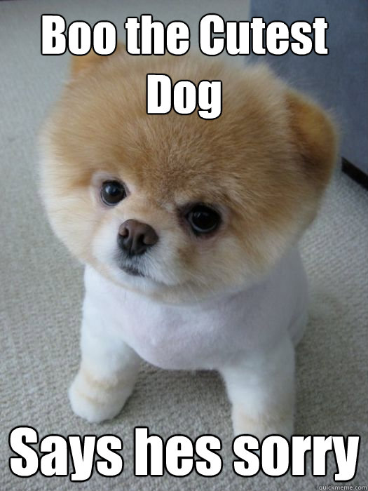 Boo the Cutest Dog Says hes sorry - Boo the Cutest Dog Says hes sorry  Boon my dawg