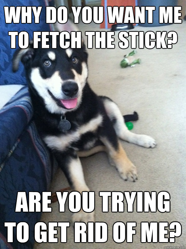 why do you want me to fetch the stick? are you trying to get rid of me?  