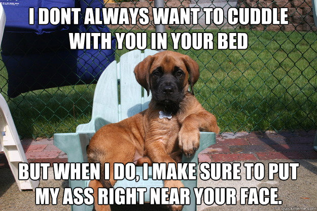 i dont always want to cuddle with you in your bed but when i do, i make sure to put my ass right near your face. - i dont always want to cuddle with you in your bed but when i do, i make sure to put my ass right near your face.  The Most Interesting Dog in the World