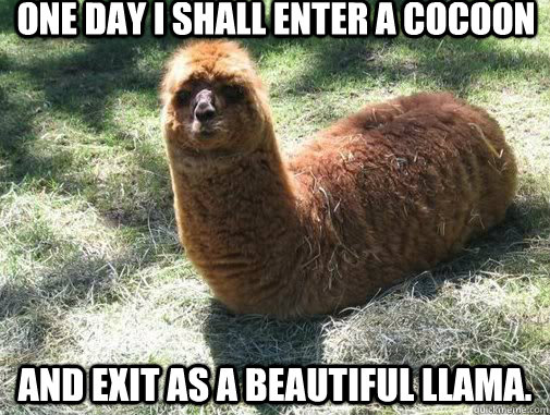 One day I shall enter a cocoon and exit as a beautiful llama.  Alpacapillar