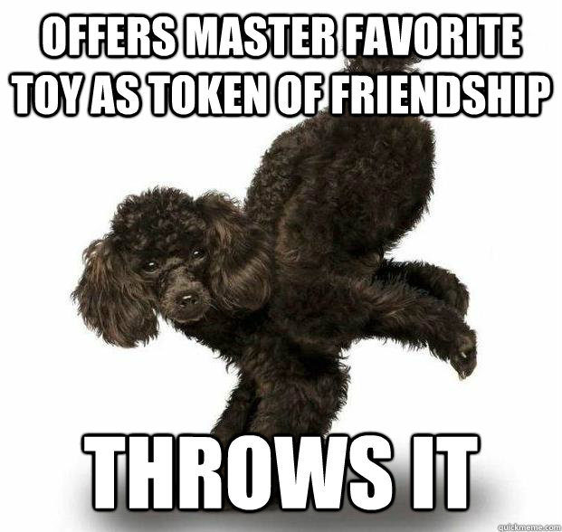 Offers Master favorite toy as token of friendship throws it - Offers Master favorite toy as token of friendship throws it  Success Dog