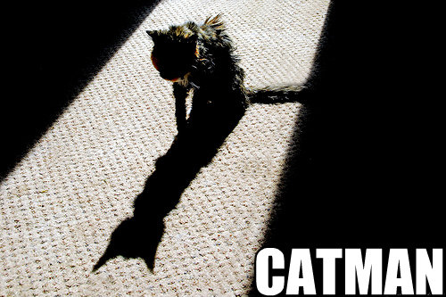  catman  