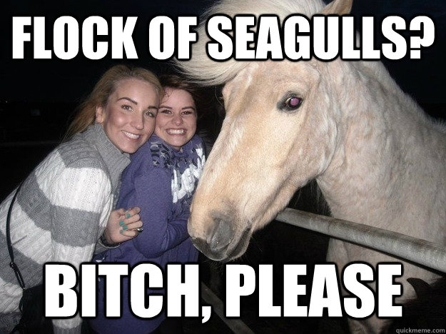 flock of seagulls? bitch, please  Ridiculously Photogenic Horse