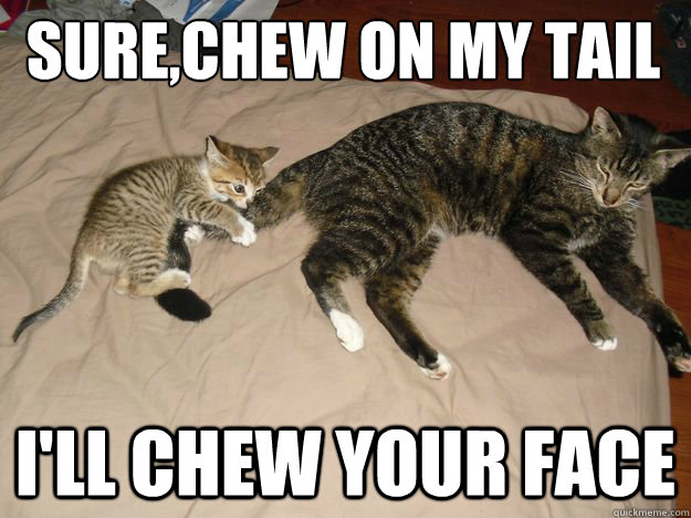 Sure,chew on my tail I'll chew your face - Sure,chew on my tail I'll chew your face  Infanticide Cat