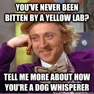 You've never been bitten by a yellow lab? Tell me more about how you're a dog whisperer - You've never been bitten by a yellow lab? Tell me more about how you're a dog whisperer  Condescending Wonka