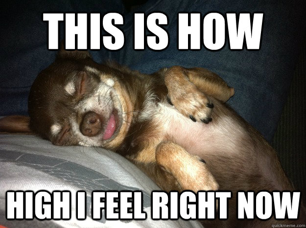 this is how high i feel right now  little stoned dog