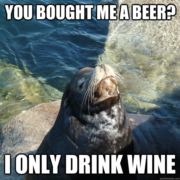 You Bought me a beer? I only drink wine - You Bought me a beer? I only drink wine  Snobby Sea Lion